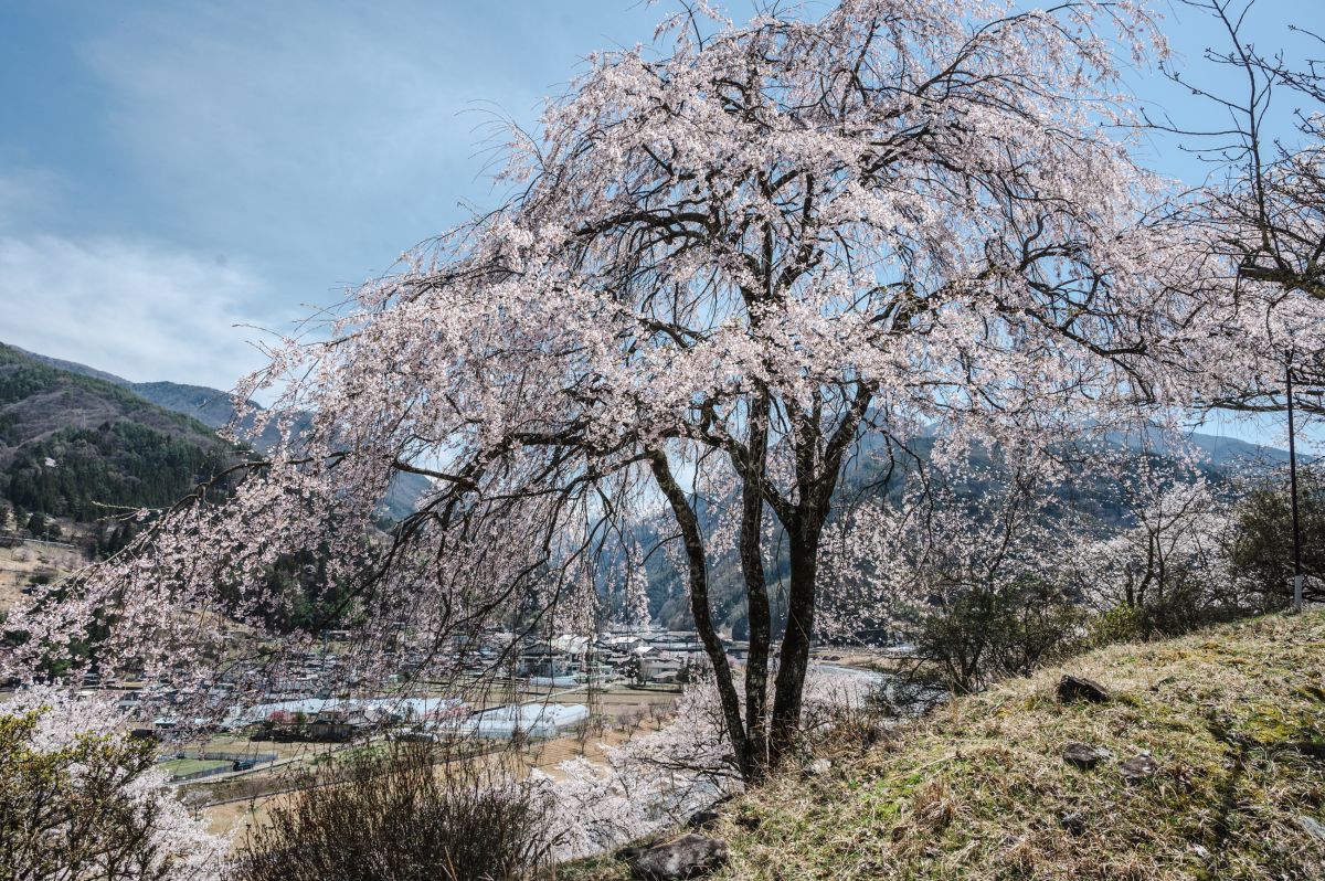 南信州の桜旅　大西公園大鹿村